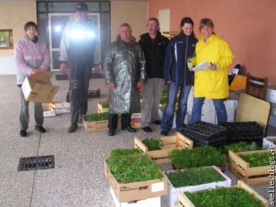 Tri des plants de légumes et aromatiques