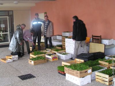 Tri des plants de légumes sous l'oeil averti du Président